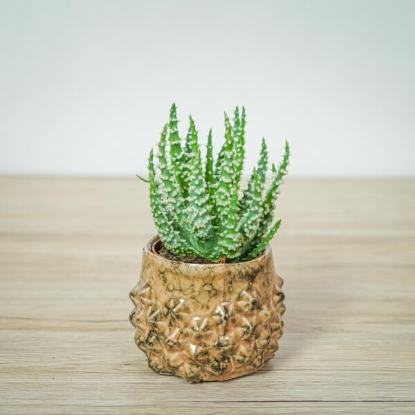 aloes-niski-aloe-humilis aloes-niski-aloe-humilis