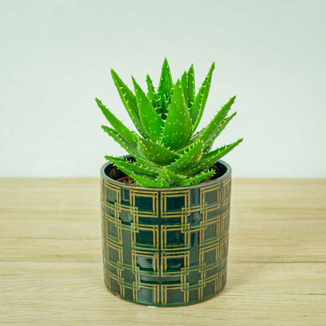 aloes-perfoliata-aloe aloes-perfoliata-aloe