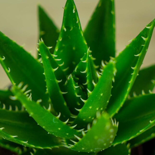 aloes-perfoliata-aloe (3) aloes-perfoliata-aloe
