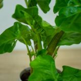 alokazja-low-rider-alocasia