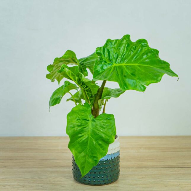alokazja-low-rider-alocasia alokazja-low-rider-alocasia