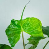 alokazja-macrorrhiza-stingray-alocasia