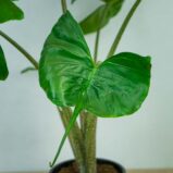 alokazja-macrorrhiza-stingray-alocasia