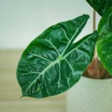 alokazja-pink-dragon-alocasia