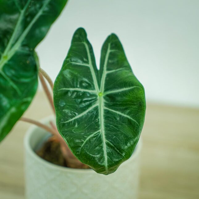 alokazja-pink-dragon-alocasia2 alokazja-pink-dragon-alocasia