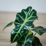 alokazja-polly-baby-alocasia