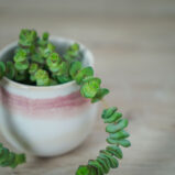 crassula-marnieriana-hottentot-baby