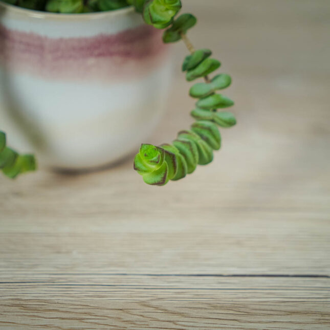 crassula-marnieriana-hottentot-baby (3) crassula-marnieriana-hottentot-baby