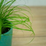 cyperus-zumula-kocia-trawa