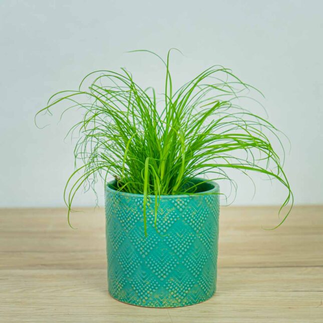 cyperus-zumula-kocia-trawa cyperus-zumula-kocia-trawa