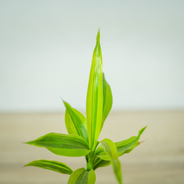 dracena-sanderiana-gold-dracaena (2) dracena-sanderiana-gold-dracaena