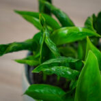 epipremnum-godzilla-shangri-la