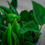 epipremnum-godzilla-shangri-la
