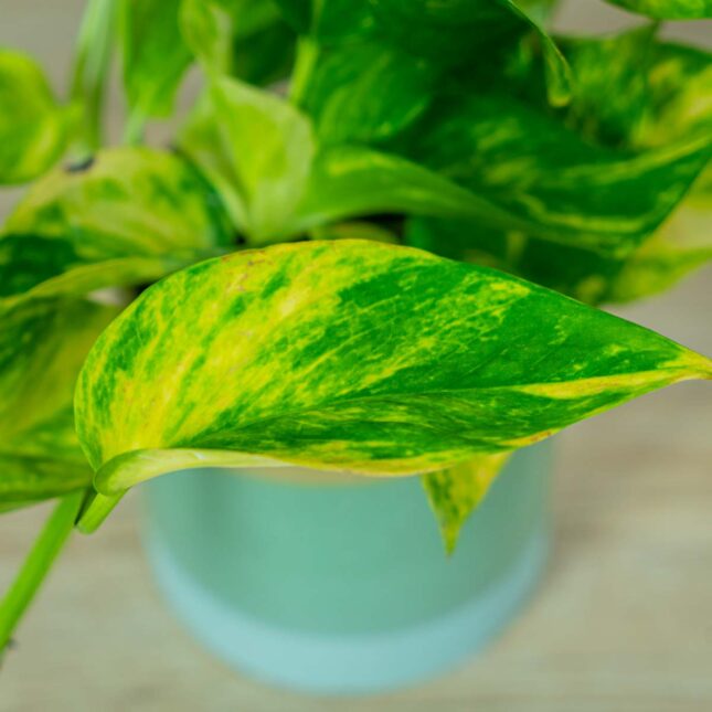 epipremnum-hicolor-golden-queen (2) epipremnum-hicolor-golden-queen