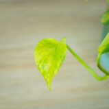epipremnum-hicolor-golden-queen