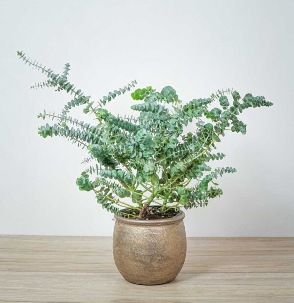 eukaliptus-eucalyptus-gunni eukaliptus-eucalyptus-gunni