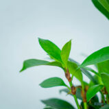 fikus-cyathistipula-ficus
