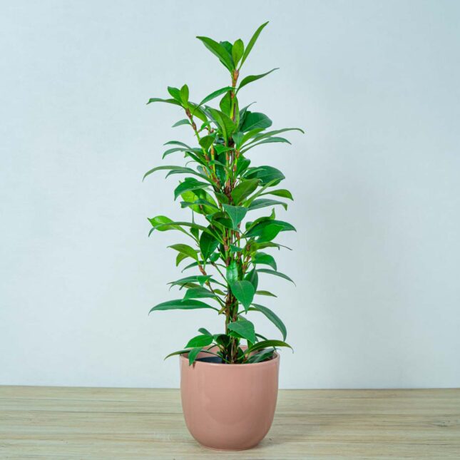 fikus-cyathistipula-ficus fikus-cyathistipula-ficus