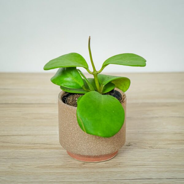 hoya-kerrii hoya-kerrii