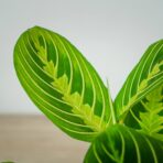 maranta-lemon-lime
