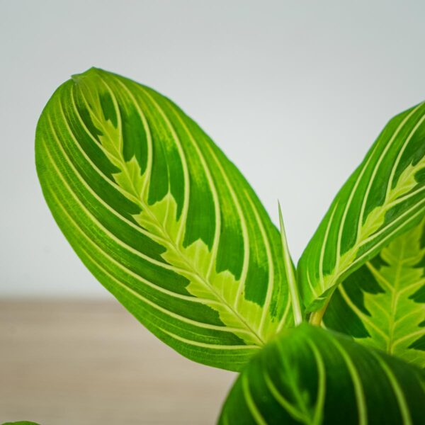 maranta-lemon-lime (2) maranta-lemon-lime