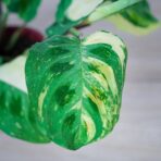 maranta-leuconeura-kerchoveana-variegata