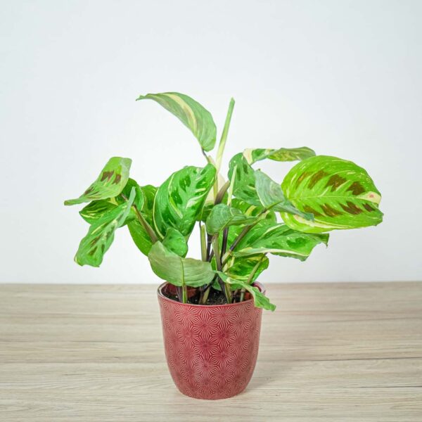 maranta-leuconeura-kerchoveana-variegata maranta-leuconeura-kerchoveana-variegata