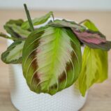 maranta-silver-band