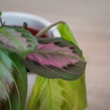 maranta-silver-band