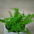 paproc-duffy-baby-nephrolepis-cordifolia
