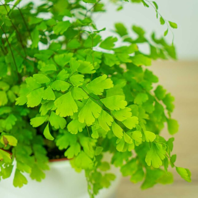 paproc-niekropien-klinowaty-adiantum-raddianum-fragrans (2) paproc-niekropien-klinowaty-adiantum-raddianum-fragrans