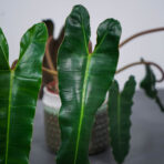 philodendron-billietiae-x-atabapoense (2)