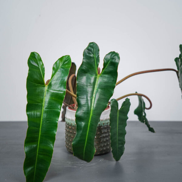 philodendron-billietiae-x-atabapoense philodendron-billietiae-x-atabapoense