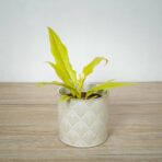 philodendron-golden-saw-crocodile