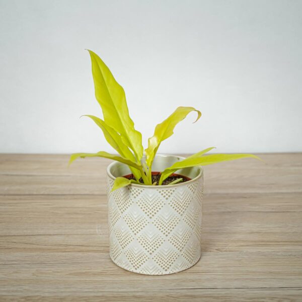 philodendron-golden-saw-crocodile philodendron-golden-saw-crocodile