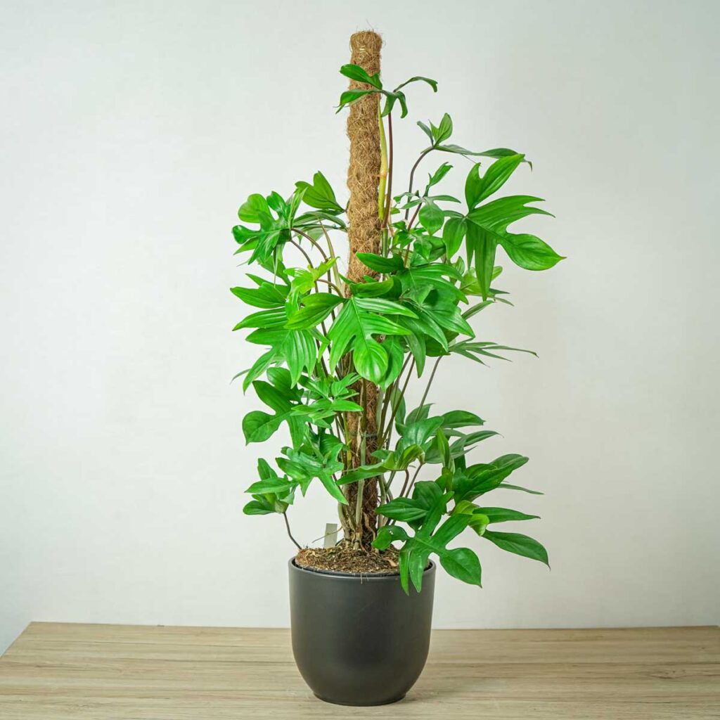 Philodendron pedatum - cała roślina z podporą - palikiem kokosowym