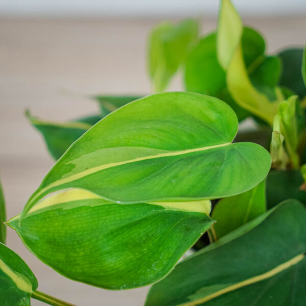 philodendron-scandens-brasil (2) philodendron-scandens-brasil