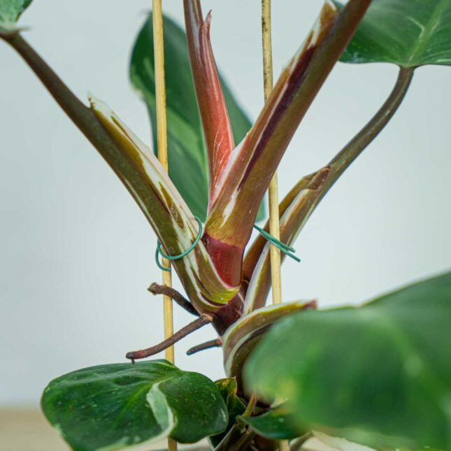philodendron-white-knight (2) philodendron-white-knight