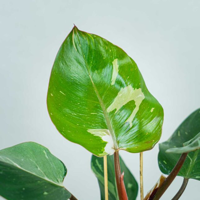 philodendron-white-knight (4) philodendron-white-knight
