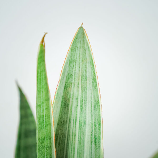 sansevieria-aubrytiana-metallica (2) sansevieria-aubrytiana-metallica