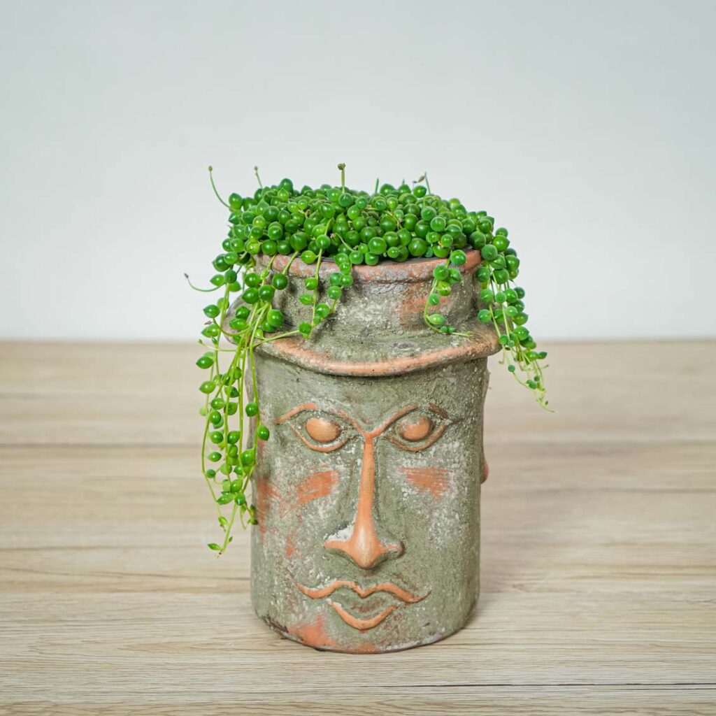 senecio-rowleyanus-starzec-rowleya