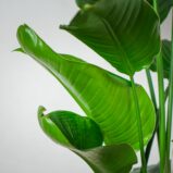 strelicja-biala-strelitzia-nicolai