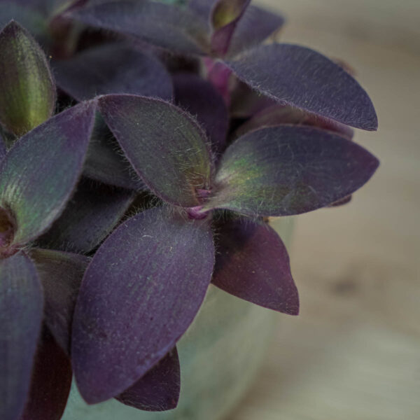 trzykrotka-fioletowe-serce-tradescantia-pallida-purpurea (2) trzykrotka-fioletowe-serce-tradescantia-pallida-purpurea