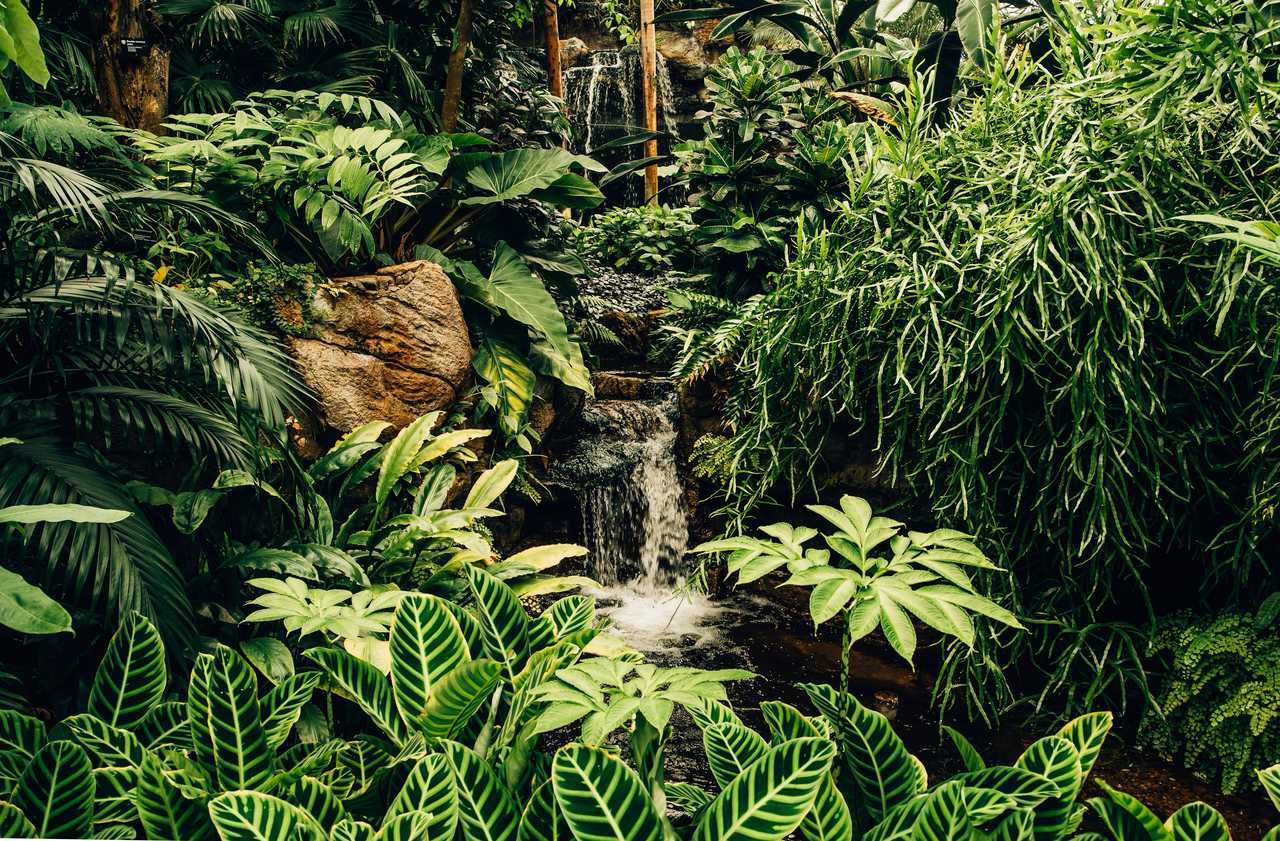 Calathea w naturze