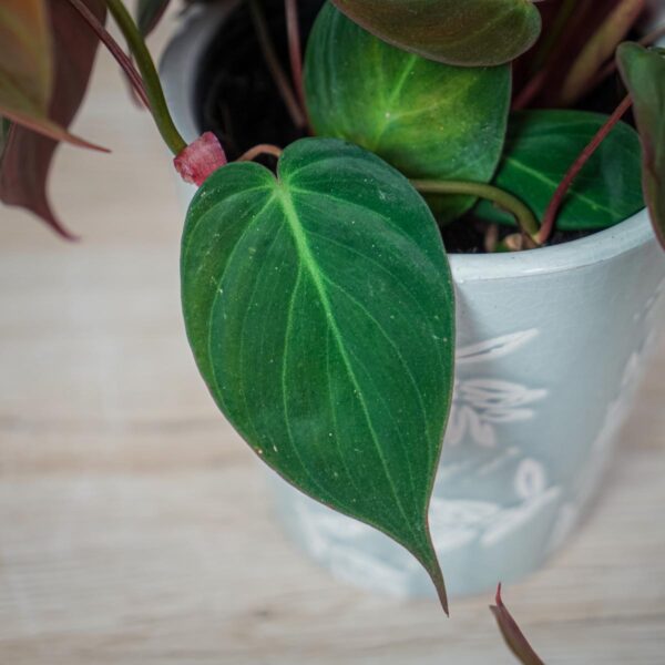 philodendron-micans philodendron-micans