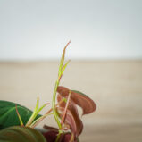 philodendron-micans