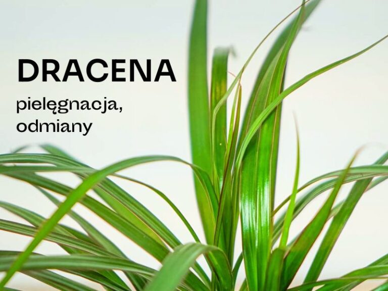 Dracena o długich, wąskich liściach