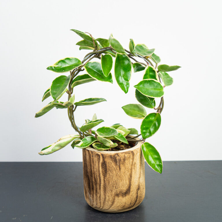 Hoya krimson queen na obręczy
