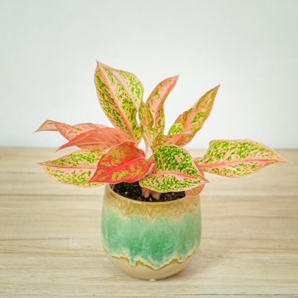 aglaonema-prestige aglaonema-prestige