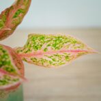 aglaonema-prestige